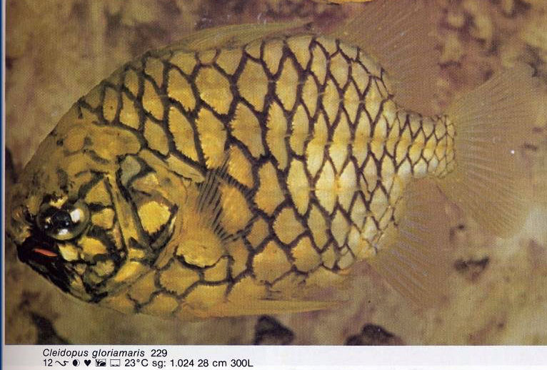 Cleidopus gloriamaris